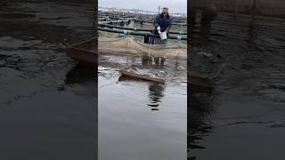 Кормовой столик для маленьких осетрят #белугафиш #осетроваяферма #fish