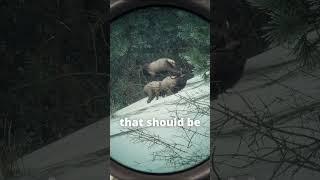 Shoot first, ask questions later  | theHunter: Call of the Wild