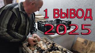 1 вывод ЦЫПЛЯТ в 2025 году