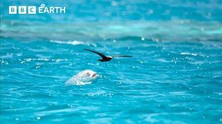 LIVE  Natural Athletes: Wildlife in Motion | BBC Earth