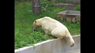 Девчонки начинают знакомство с травой...The girls begin their acquaintance with the grass..