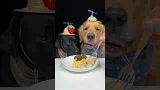The Pinwheel Is Spinning But I Can't Fly. Golden and Labrador. Cute Pet Debut Plan