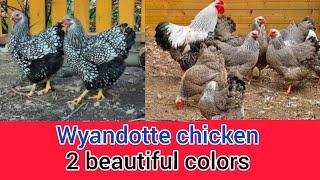 Wyandotte chicken 2 beautiful colors | wyandotte chicken breed | silver laced wyandotte | wyandotte