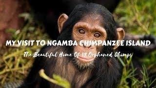 My Visit To Africa's Only Chimpanzee Island Sanctuary -  Ngamba Island