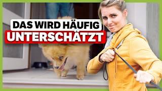 Warum dein Hund draußen NICHT hört – Das ist der Grund!