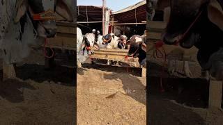Brahman Cows Group | Mera Shauk Official