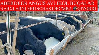 ABERDEEN ANGUS AVLIKOL BUQALARINI NARXLARINI SHUNCHAKI BO’MBA QIVORDI DEXQON AKAMIZ