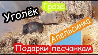 Хомяк Печенька переезжает. Уборка у Апельсинки. Подарки песчанкам