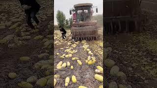 Crushing cantaloupe into feed fast & efficient animal feed processing
