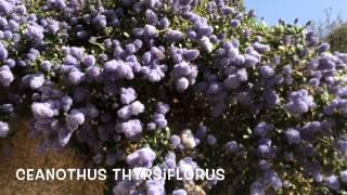 Ceanothus thyrsiflorus. Garden Center online Costa Brava - Girona.