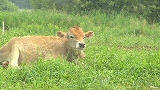 Changing consumers' beef with veal