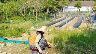 Gardening and making lettuce salad and toasted pizza (Life in the Korean countryside)