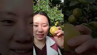 Rich Fruit - Putra Part 163 #Shorts #Fruit #Cutting