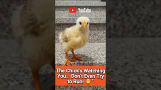 Boss Chick Is Watching You… Don’t Blink  #shorts #funnychicken