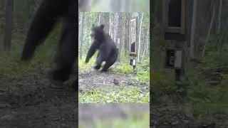 Funny  and Shocking Bear Reaction #shorts