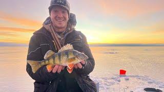 The Search For GIANT PERCH