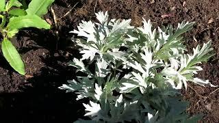 Planting Silver Lining Artemisia and Cheyenne Sky Switchgrass