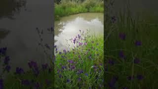 Spring pond on our farm #nature