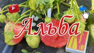 АЛЬБА. Давайте поговорим о вкусе этого сорта.