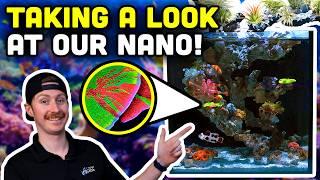 Nuvo 15 Gallon Nano Reef Update! Saltwater Troubles and Triumphs!