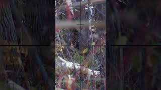 What A Hidden Sniper Shot Looks Like Airsoft Sniper #SHORTS