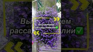 Как вырастить лобелию, которая покорит всех?