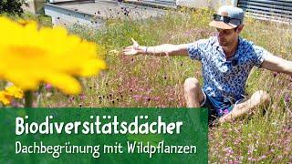 Biodiversitätsdach: Dachbegrünung mit Wildpflanzen