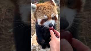 Red Panda Eats Grapes TikTok | CREDIT ⮕ littlepanda6487