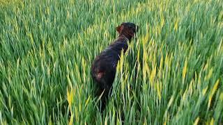 Beretta, Epagneul Breton training. Pointing quails