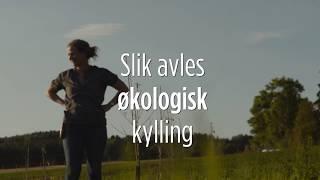 Slik avles økologisk kylling