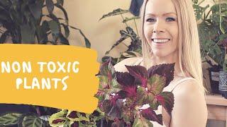 10 Non-Toxic Plants