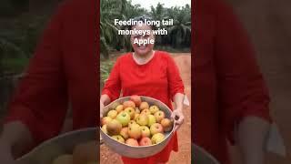 Feeding long tail monkeys with Apple #feedinganimals #lovetheworld #monkeys