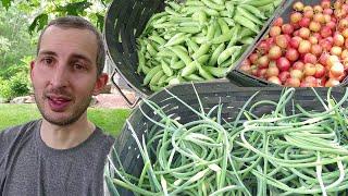 Early summer harvest