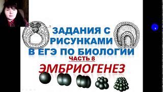 Задания с рисунками из ЕГЭ по биологии (ЭМБРИОГЕНЕЗ)