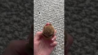 Things my dog has destroyed 🫣 #christmas #dogs #notcute #viralvideo #destroyed #eat