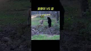 곰을 본 호랑이의 놀라운 행동