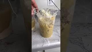 How To Breed Flightless Fruit Flies #youtubeshort #fruitflies #fyp