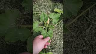 Обязательный ритуал когда я прихожу на дачу  #дачники #огородники #дачныеритуалы #смешныевидео
