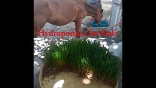 Hydroponics for horses, Гидропоника