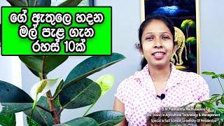 Indoor plants ideas for home 2022 / indoor plants tips in sinhala / House plants care in Sri lanka