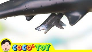 Sharks had babies at the same time!｜sharks for kids｜CoCosToy