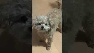 No.1_This is how dogs react to sounds(愛犬が音に反応する様子)