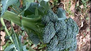 Vegetable plant that can go through winter and survive @Planter Garden TV