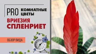 Необычное комнатное растение Вриезия сорт Спленриет | Бромелия Огненный меч