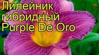 Лилейник гибридный Пурпл Де Оро. Краткий обзор, описание характеристик hemerocallis Purple De Oro