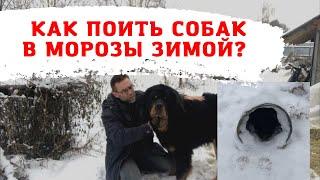 Как поить собак зимой в морозы?