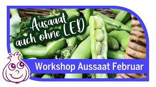 Der Trick mit den Bohnen | Aussaaten Gemüseanbau Workshop Februar Teil5