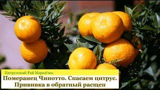 Померанец Чинотто. Спасаем цитрус. Прививка в обратный расщеп / Цитрусовый Рай МариАны