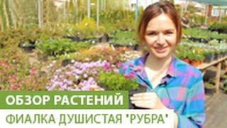 Фиалка душистая "Рубра"