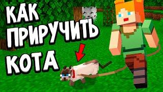 Как приручить кота ?  ПАУК СЪЕЛ МОЕГО ВОЛКА  майнкрафт выживание / Бабушка Шошо minecraft